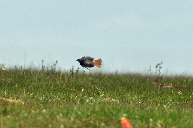 portugal, the algarve, vilamou-14.jpg - BLACK REDSTART - PORTUGAL